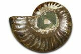 Cut & Polished Ammonite Fossil (Half) - Madagascar #377606-1